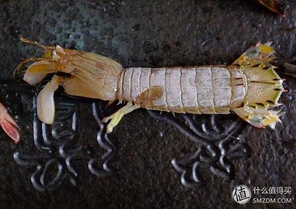 虾有多少品种，淡水虾有哪些品种（虾类双11购买攻略富山虾）