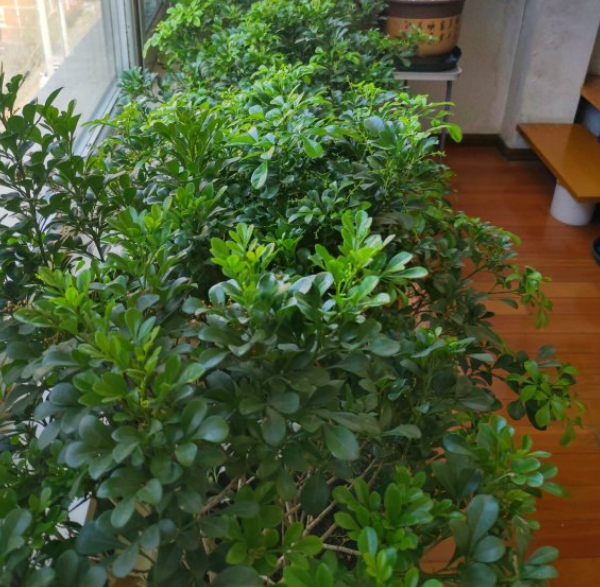 米兰花的养殖，满屋飘着淡淡的幽香（米兰花的养殖方法和注意事项冬季）