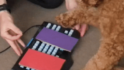 我的世界狗怎么驯服，网友教自家狗子玩《我的世界》