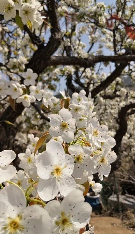青岛好吃的,青岛好吃的最多的地方(八十五年前评出的“青岛十景”) 青岛好吃的,青岛好吃的最多的地方(八十五年前评出的“青岛十景”)