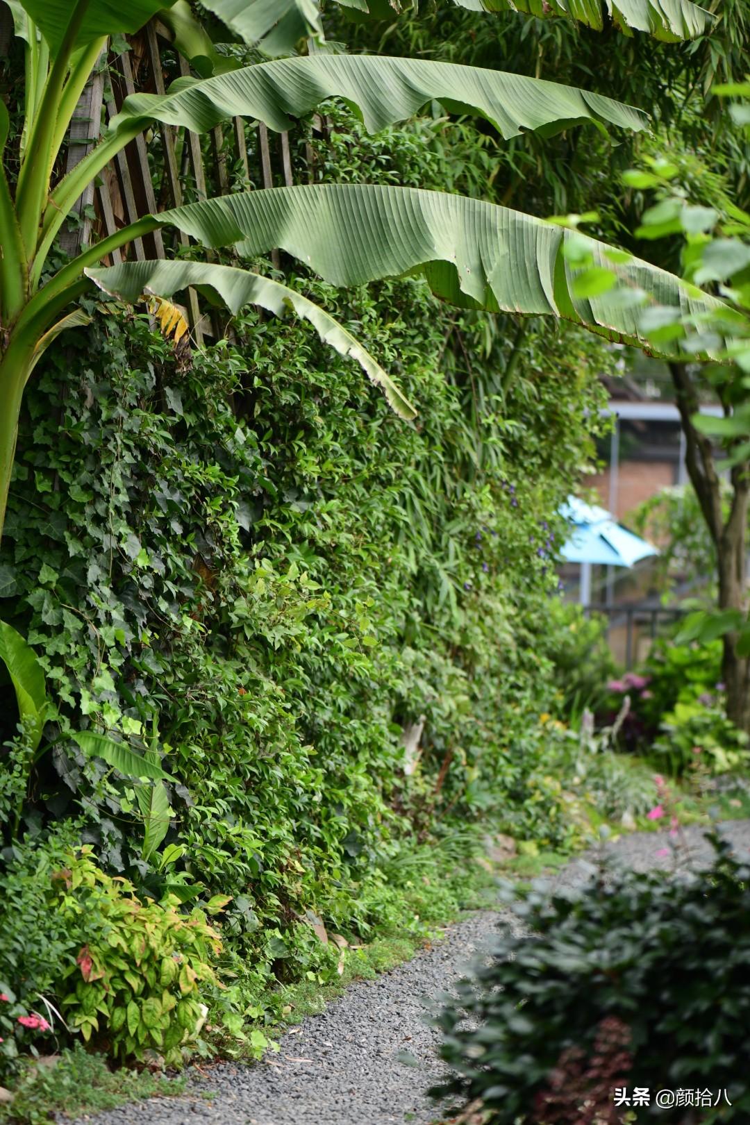 角堇一年开几次花，角堇一年生吗（一整面风车茉莉的花墙被拆掉了）