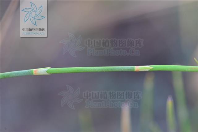 本草图经作者是谁，《本草图经》的作者（芎藭 蘼蕪 藁本）