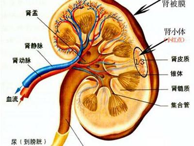 已婚女人左眼跳好不好,肾炎和肾盂肾炎完全是两回事 - 玉三网