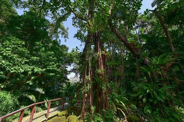 深圳：仙湖植物园蕨类植物收集全国第一，深圳富商陈子冲（这两个刚开放的专类园区有1000多种蕨类植物）