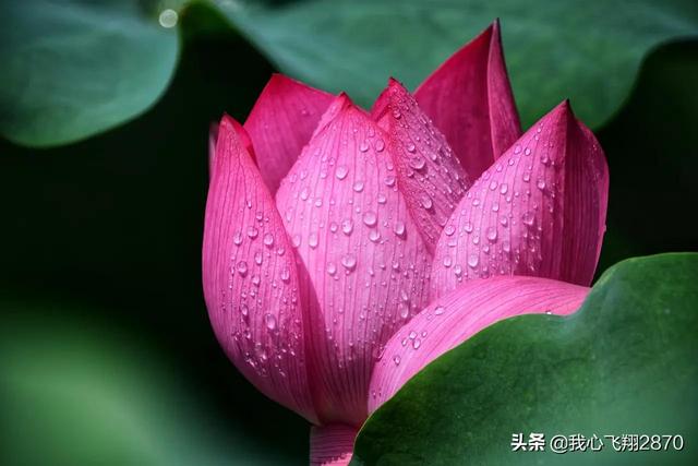 荷花可以用什么形容词，荷花用什么形容词修饰（过雨荷花别样艳）