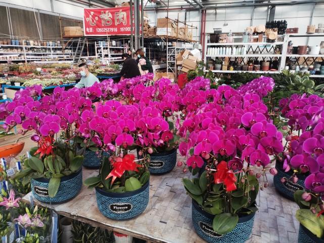 唐山的花卉市场在哪里，唐山开平北方花卉批发市场