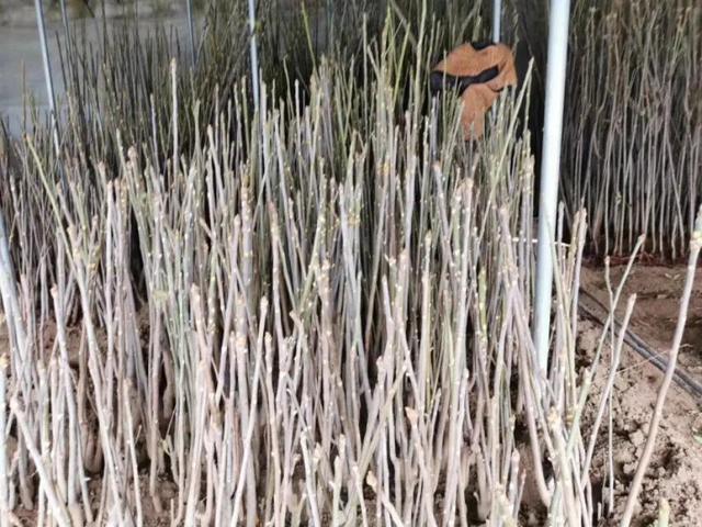 香椿种植，两种方法较常用（香椿种植海拔）