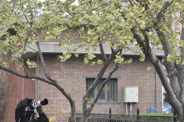 粉色樱花的花语是什么，红色樱花的花语是什么（惊喜！庄里的绿樱开花了）