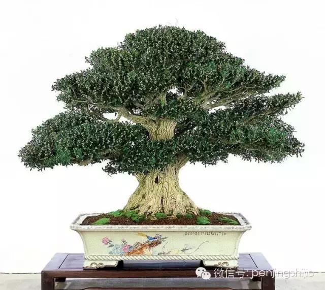 黄杨木盆景养护注意事项，怎样养黄杨木盆景（一组黄杨盆景精品欣赏）