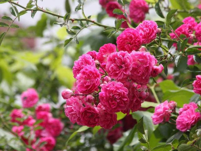 蔷薇花几月份开花，蔷薇什么时候开花（要想蔷薇“开花多”）