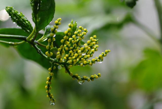 珠兰，米兰和珠兰如何分辨（珠兰花图片）