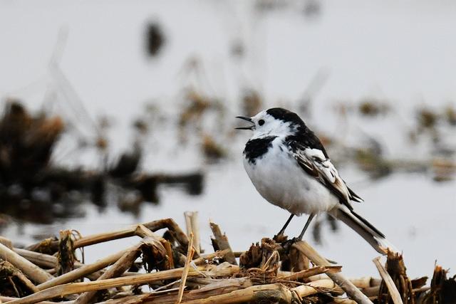 水鸡是什么，水鸡是什么车（西方秧鸡、叽咋柳莺......）