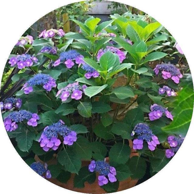 绣球花怎么养，花球又大又鲜艳（绣球花怎么养才能开花）