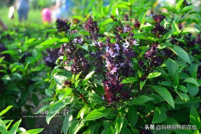 薰衣草如何过冬，薰衣草怎样过冬（西餐料理中常见的几种香草）