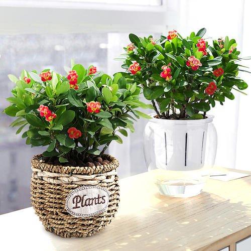 虎刺梅，虎刺梅“有毒”很多人还是养家里（虎刺梅黄叶是怎么回事）