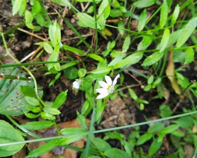 山梗菜鹼的功效與作用,山梗菜鹼拼音(這