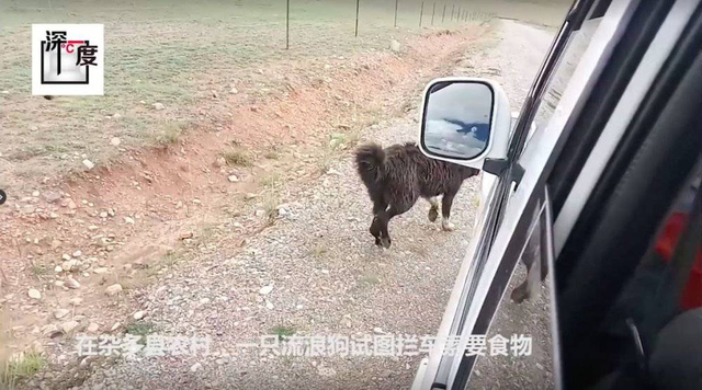 世界第一獒王2亿，中国藏獒十大獒王排名（泡沫是怎么破灭的）