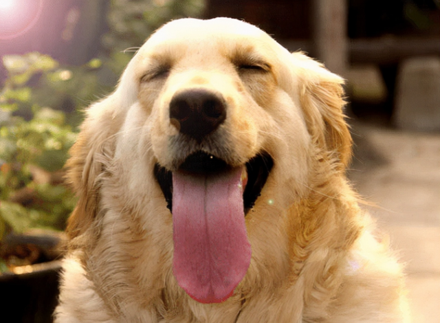 拉布拉多犬特点，拉布拉多犬特点和缺点（是公认的“无攻击性”）