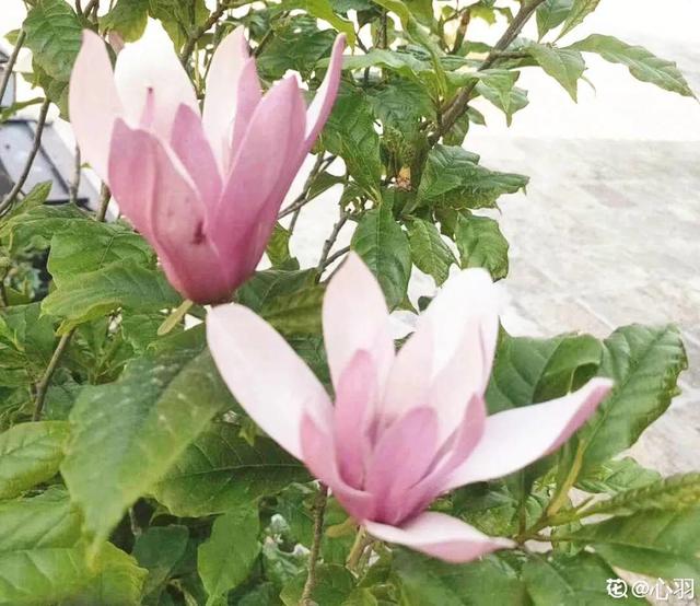 为什么10楼风水最好，风水最旺的房子10楼（家门口种棵“吉祥花”）