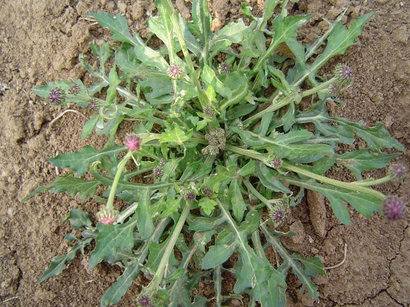马厥菜的功效与作用(春日野菜正当食) - 行就行