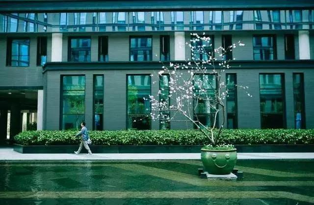 网易为什么叫猪厂，网易别称猪场（为什么都笑称网易为“养猪厂”呢）