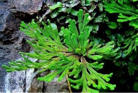 卷柏是什麼植物,【卷柏是什麼植物】卷柏的相關介紹(多生於向陽的乾旱