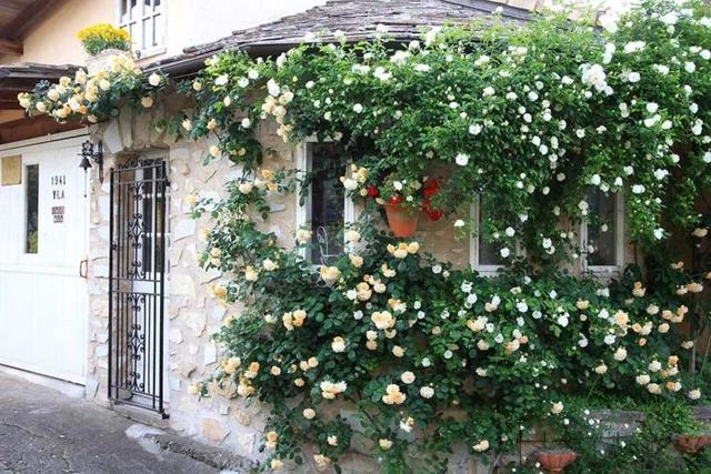 月季花品种，十大经典品种（凭一己之力撑起了整个花园的颜值）