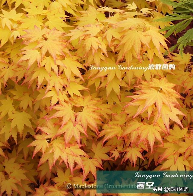 什么样的枫树填空。，什么的枫树填空词语二年级（增添了花园四季色彩之美）