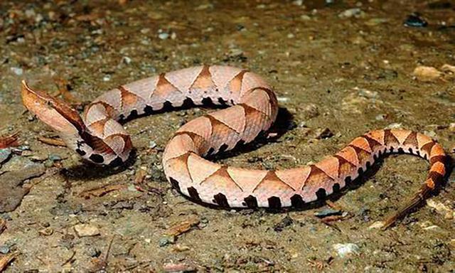 中国十大毒蛇 圆斑蝰蛇，中国十大毒蛇（农村的“土呆子”却是“伤人之王”）