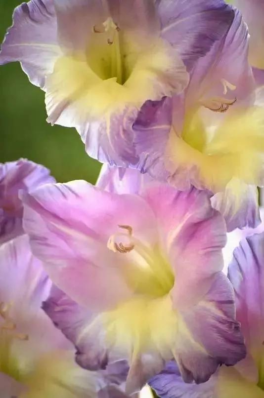 世界上有多少种花，世界上有多少种花?分别是什么（100幅美丽的花儿，赏心悦目）