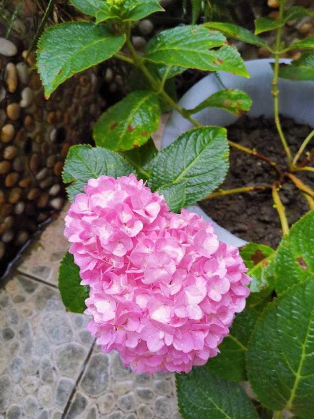 绣球花怎么修剪，锈球花如何修剪最好（买回来的绣球花不要着急修剪）