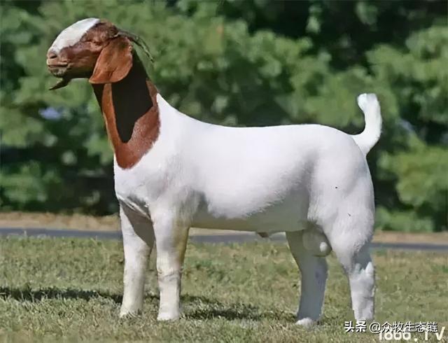 大同特产，世界上最好的羊，看看都在哪（大同特产有什么可以送礼的）