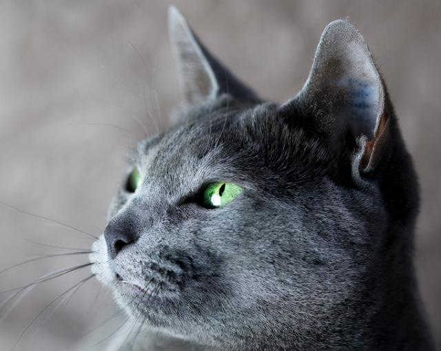 小猫的特点，猫有这几个特点（小猫的特点30字）