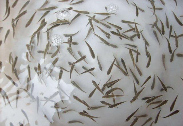 烦琐的意思，繁琐的意思是怎么解释（学汉字：“业精于勤荒于嬉）