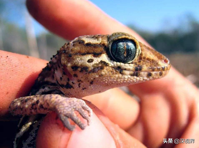 守宫是蜥蜴还是壁虎，为何会成为“五毒”之一