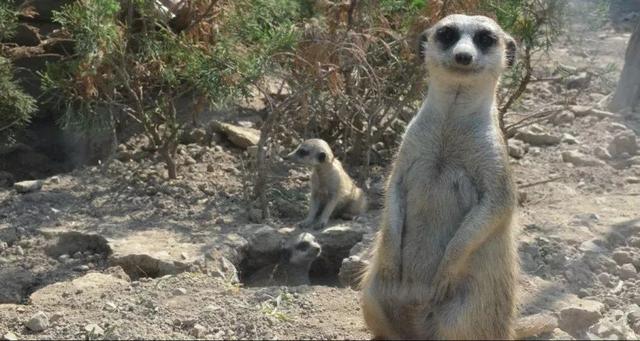 鸊鷉怎么读，鸊鷉怎么读图片（动物园里的这些生僻字你都认识吗）