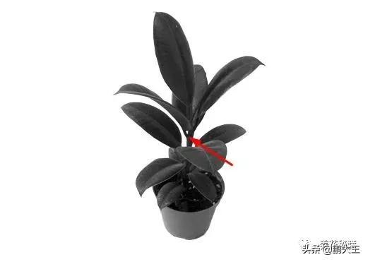 橡皮树的寓意是什么，花匠带你养花之橡皮树养护知识大全