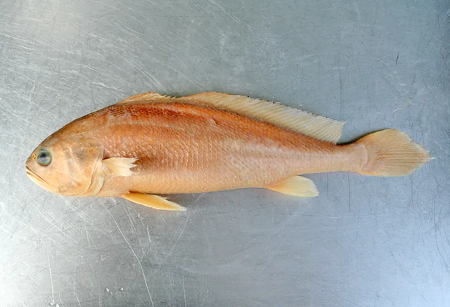 鱼身上的鳞片有什么用，鱼身上掉鳞片怎么办（鱼鳞：不仅能帮科学家研究鱼类）