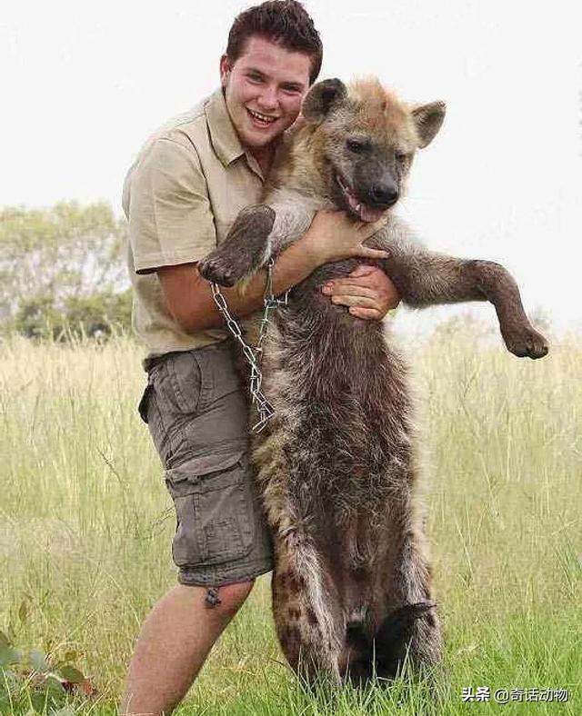 斑鬣狗和比特犬哪个厉害，斑鬣狗和比特犬哪个厉害点（比特犬能打过非洲鬣狗）