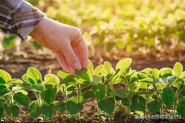 大豆是什么农作物，大豆是什么农作物的种子（2018年五大粮食作物价格变化大）