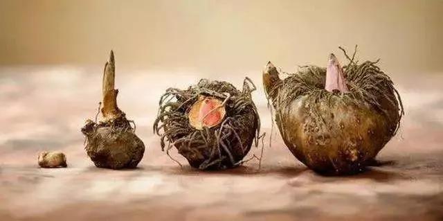 蒟蒻果冻怎么读，蒟蒻怎么读（15款魔芋果冻评测）