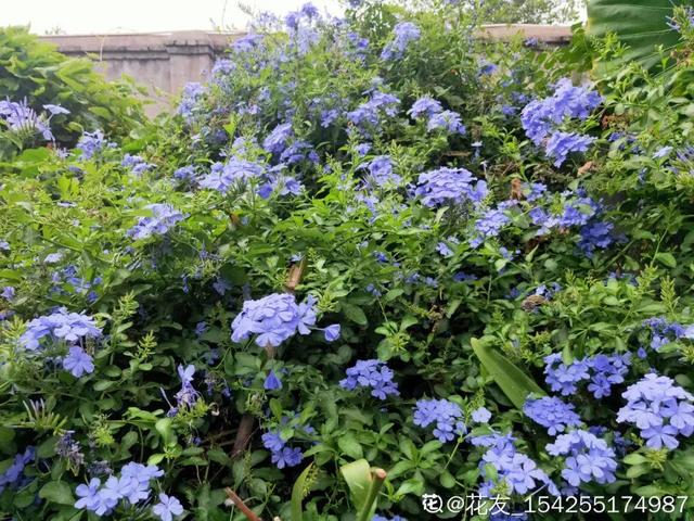 紫薇花什么季节开花，紫薇什么时候开花（温度高也不休眠）