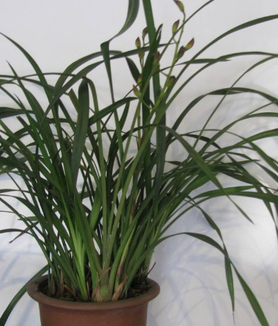 兰花变黄怎么挽救，兰花新长出来的叶子发黄怎么办（家里的“春兰”黄了叶）