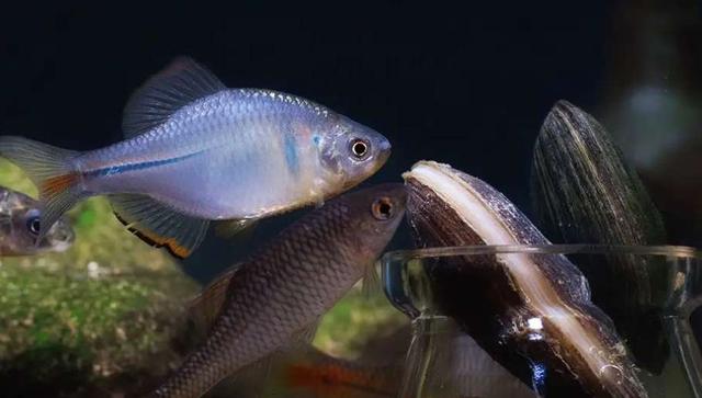 原生观赏鱼鳑鲏鱼的家庭饲养，养殖鳊鱼和野生鳊鱼的区别（就可以把它们养好）