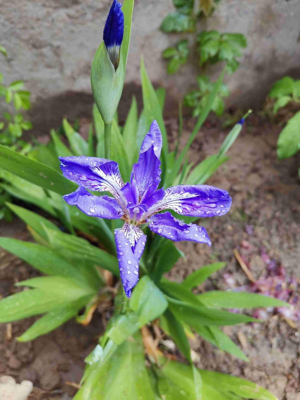 鳶尾花圖片大全,野生鳶尾花到處是 - 玉三網