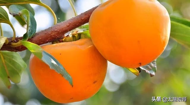 白枣吃了有什么作用急急急，白枣的营养价值及功效（开启了太湖洞庭一年的花果飘香）