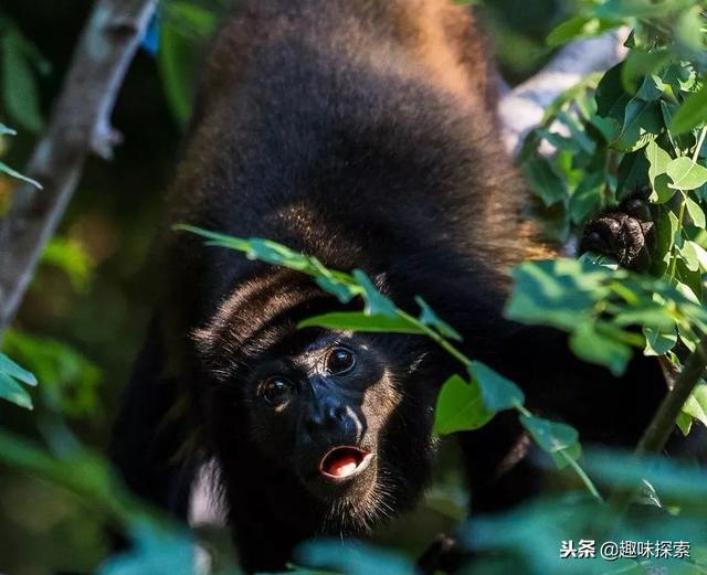 猴子最怕什么颜色，十二生肖最怕什么颜色（哥斯达黎加猴子突然长出黄毛可能跟人类活动有关）