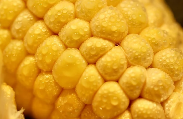 什么是老玉米，什么是老玉米种子（老玉米、甜玉米、糯玉米、黄玉米、白玉米、紫玉米）