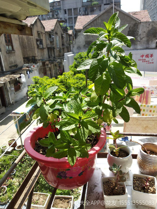 刚买回来的薄荷怎么养，薄荷刚到家怎么养（薄荷养成这样也是没谁了）