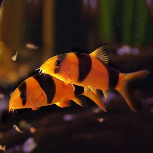 小精灵鱼详细介绍，宠物小精灵 鱼（这些工具鱼能够解决鱼缸里的大问题）